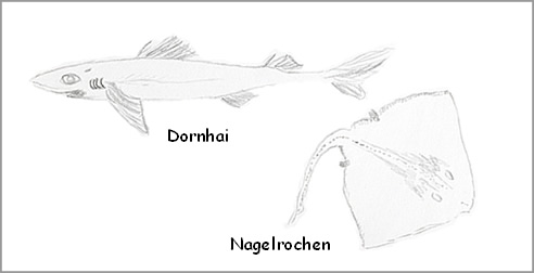 Warenkunde - Knorpelfisch