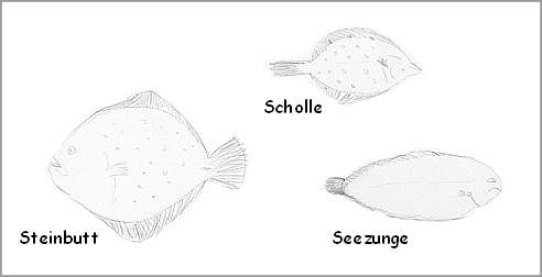 Warenkunde Fisch - Plattfische