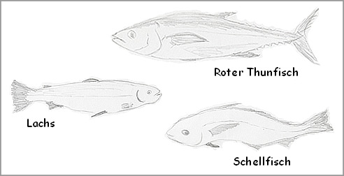 Warenkunde Fisch - Rundfische