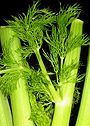 Fenchel
