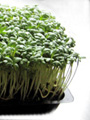 Gartenkresse