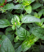 Oregano