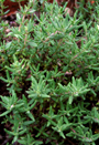 Thymian