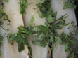 marinierter Fisch