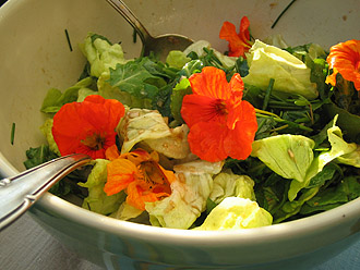 Kräutersalat