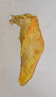 Maishähnchenbrust