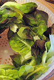 Blattsalat