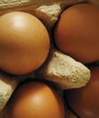Eier
