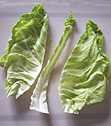 Spitzkohl