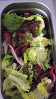Blattsalate