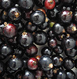 Schwarze Johannisbeeren