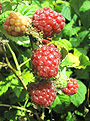 Himbeere