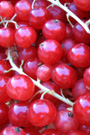 Johannisbeeren