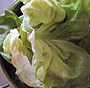 Kopfsalat